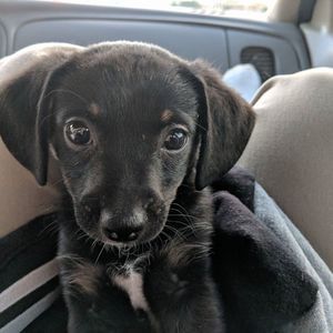 Meet your Posher, Robin